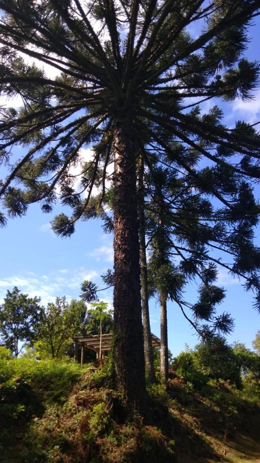 Casa Ampla E Aconchegante Em Gramado Villa Buitenkant foto